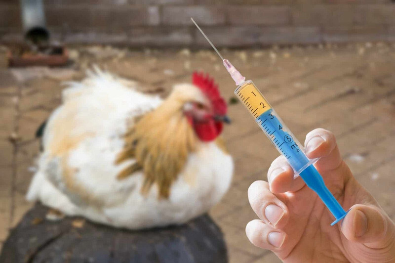 Các phòng tránh gà đá bị khò khè