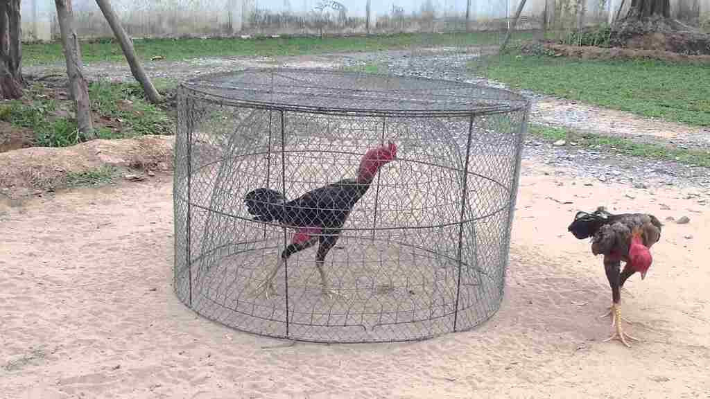 Cách điều trị gà đá bị run chân 