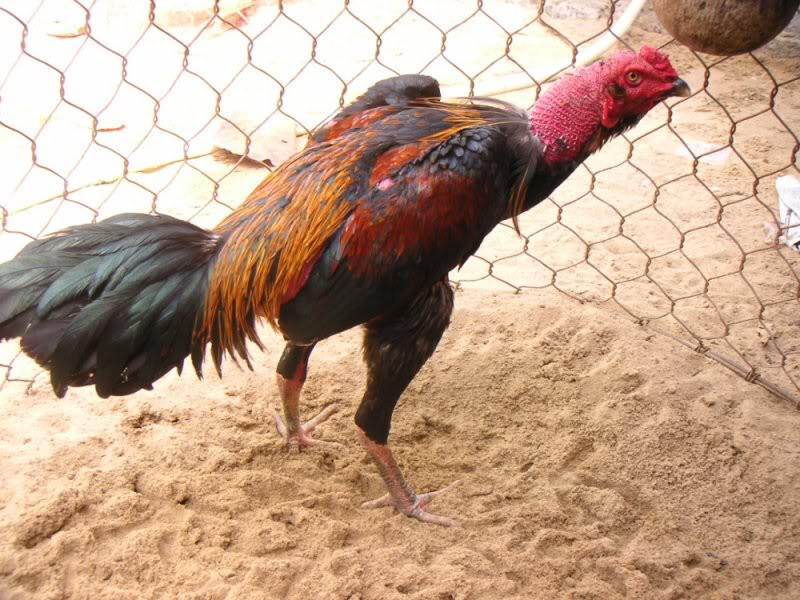 Cách nuôi gà đá bị ốm hiệu quả
