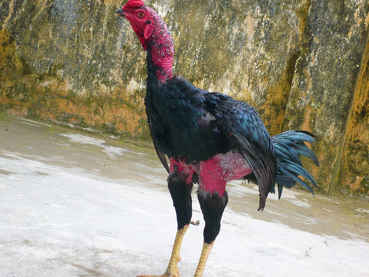 Cách phòng tránh gà đá bị run chân