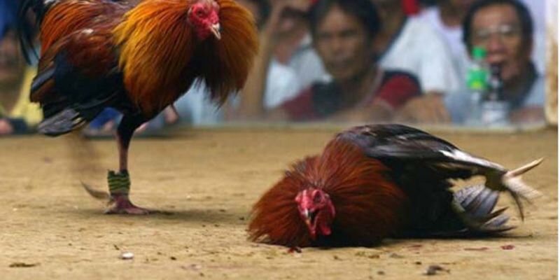 Vì sao chọn đá gà 88 để tham gia xem và cá cược đá gà? 4 Đá gà 88 là thương hiệu cung cấp cá cược đá gà trực tiếp được đánh giá cao