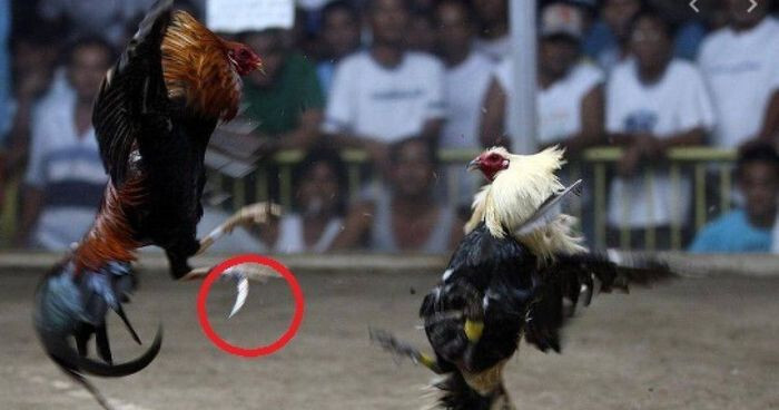 Hình thức đá gà cựa dao thu hút được rất nhiều người tham gia 