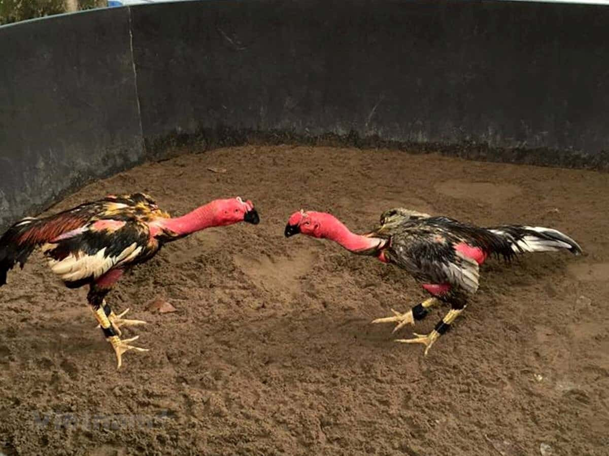 Lưu ý khi chơi đá gà Thomo trực tiếp hôm nay