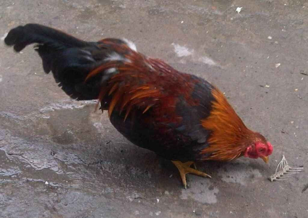 Nguyên nhân gà đá bị khò khè