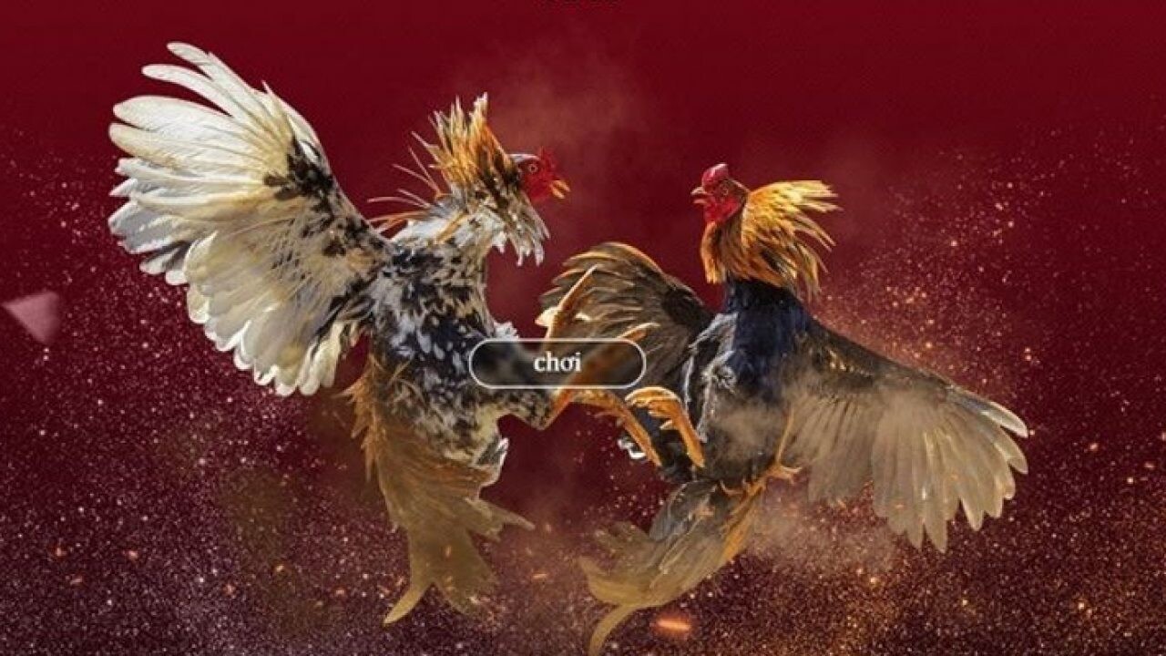 Giới thiệu về đá gà 678 - Sân chơi đá gà lớn nhất hiện nay 4 Sàn đá gà 678 là một địa chỉ đá gà trực tuyến chất lượng hàng đầu Việt Nam