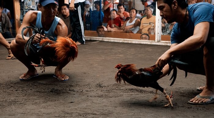 Cá cược trận tường thuật đá gà để giành chiến thắng anh em cần có kinh nghiệm
