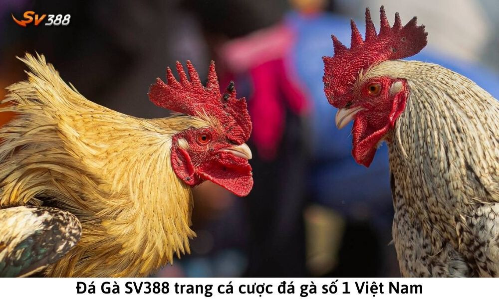 Đá gà SV388 - Top nhà cái đá gà online uy tín 2023 