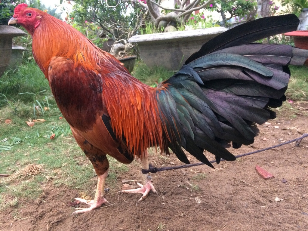Bạn có thể tính được chạng gà dễ dàng nếu đã có thông tin về gà bố mẹ 