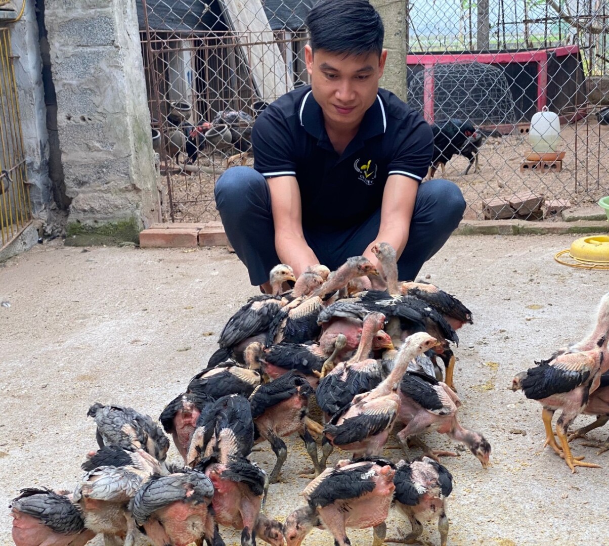 Xây dựng mô hình nuôi gà chọi hiệu quả cao 6 Chế độ dinh dưỡng trong mô hình nuôi gà chọi