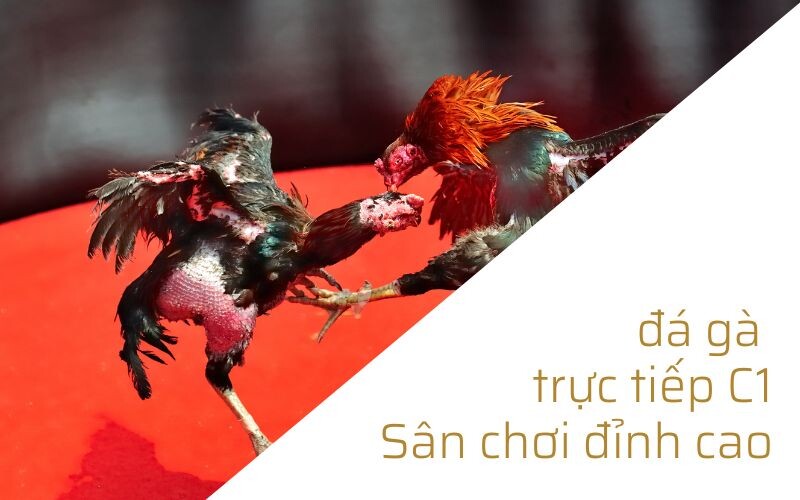 Điểm qua vài thông tin về sàn đấu đỉnh cao đá gà trực tiếp C1