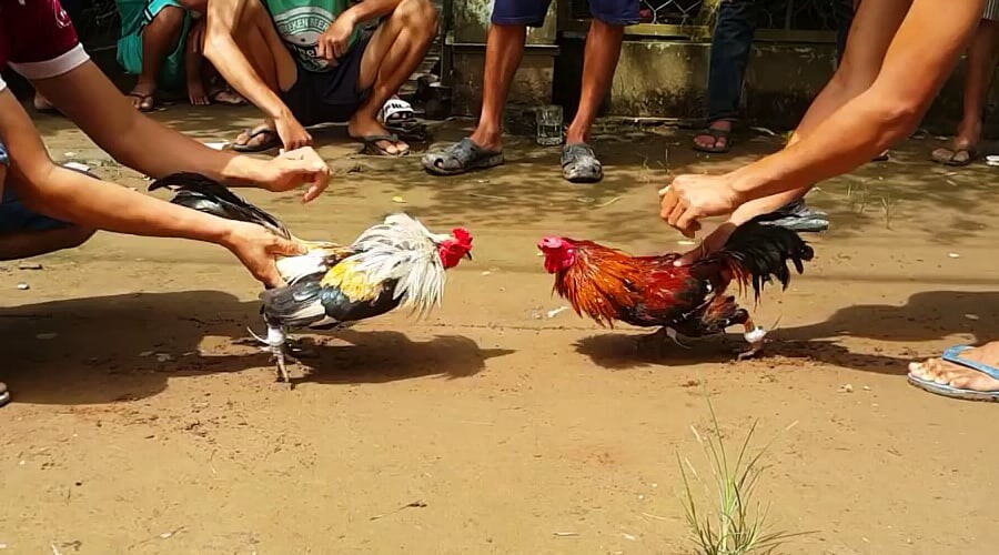 Hình thức chấp bạc thường được sử dụng nhiều hơn trong đá gà