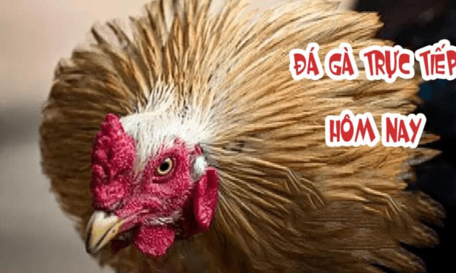 Nhà cái 12BET