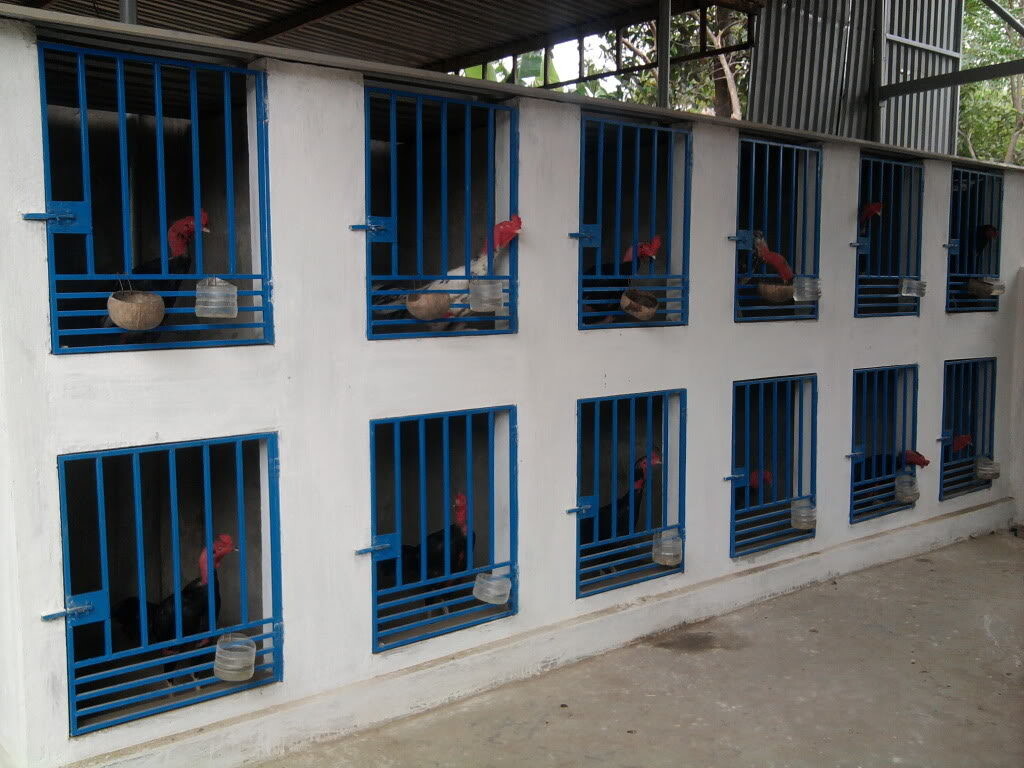 Xây dựng mô hình nuôi gà chọi hiệu quả cao 5 Tính toán đầu ra trong khi thực hiện mô hình nuôi gà chọi