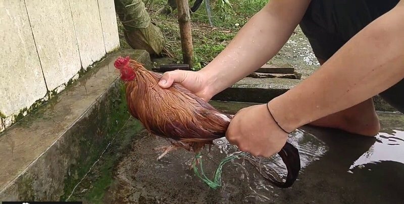 Cách làm nước cho gà chọi giúp gà khỏe mạnh hơn 7 Cách làm nước cho gà chọi lúc đứng sâu hồ