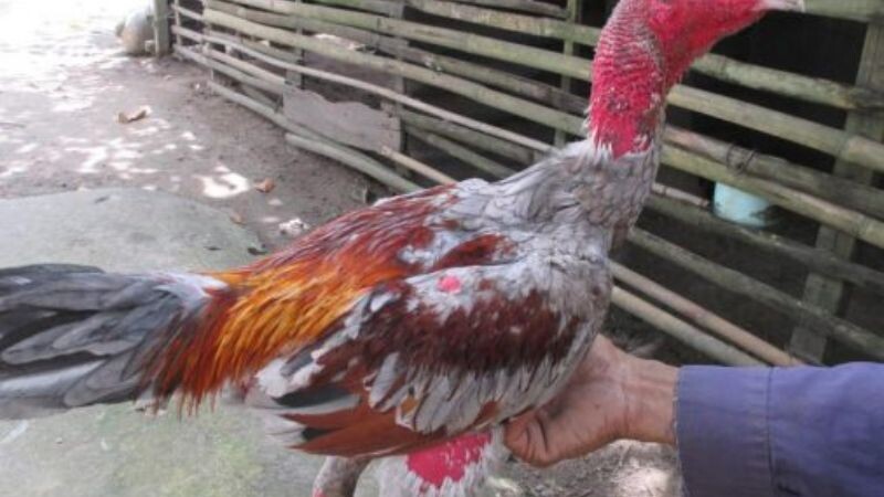 Cắt lông đùi để có thể sở hữu đôi chân linh hoạt nhất cho gà đá
