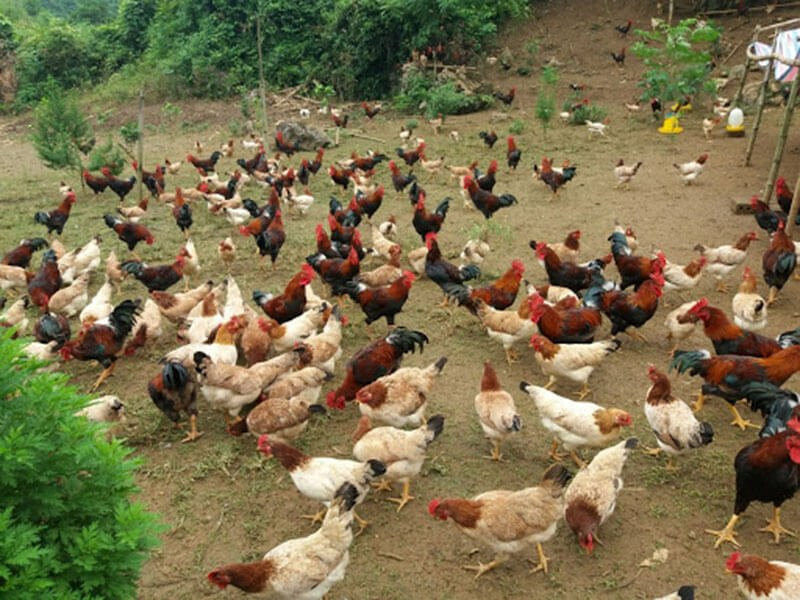 Bí quyết nuôi gà con khỏe mạnh sư kê nên biết 5 Công tác chuẩn bị để nuôi gà con khỏe mạnh