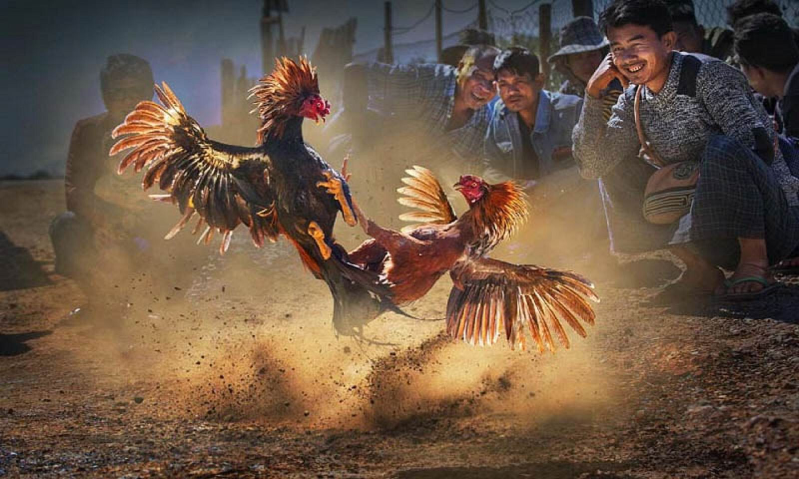 Gà chọi có vảy xuyên đao đá có tốt hay không?