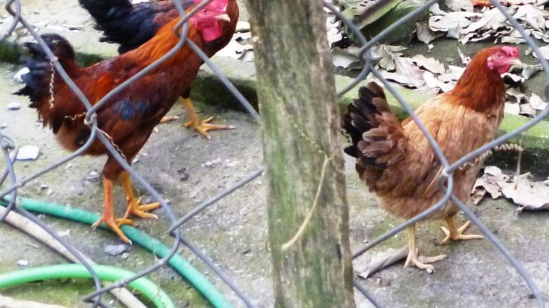 Gà trống mang sắc thái uy nghiêm, cựa dài