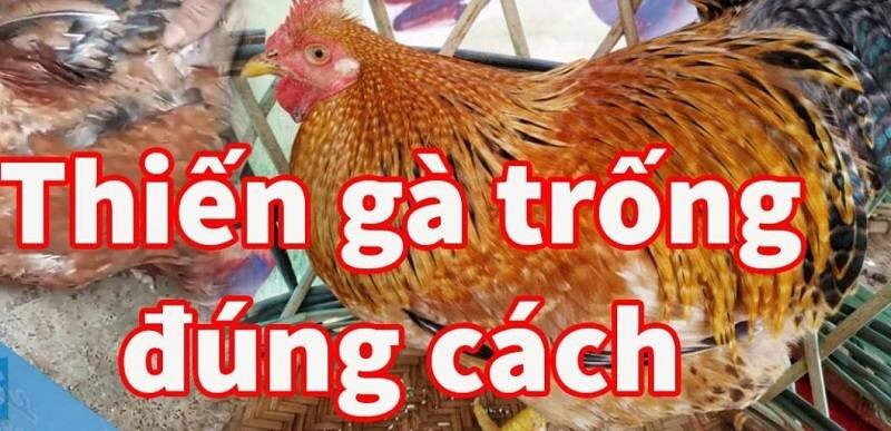 Lợi ích của việc thiến gà đúng cách