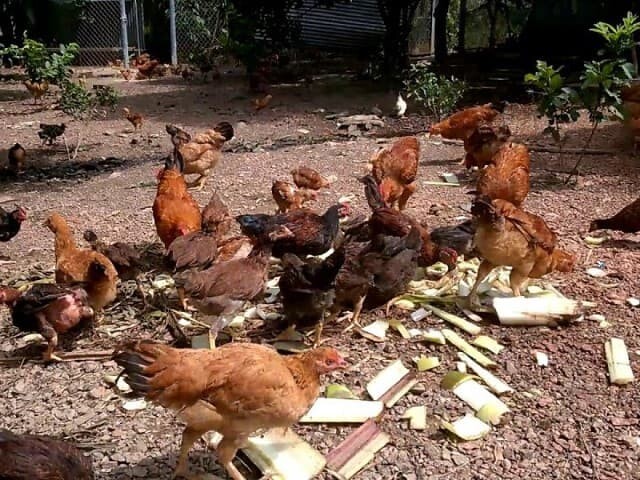 Nên sử dụng thân cây chuối làm thức ăn cho gà hay không?