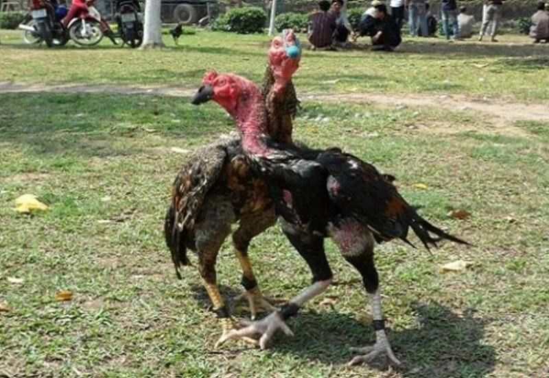 Tổng hợp các thế đá của gà chọi thường gặp nhất 5 Thế ôm đấm