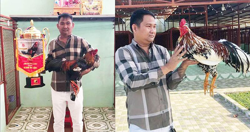 Tìm hiểu gà cọp là gì? Giới thiệu thông tin tổng quan về gà cọp