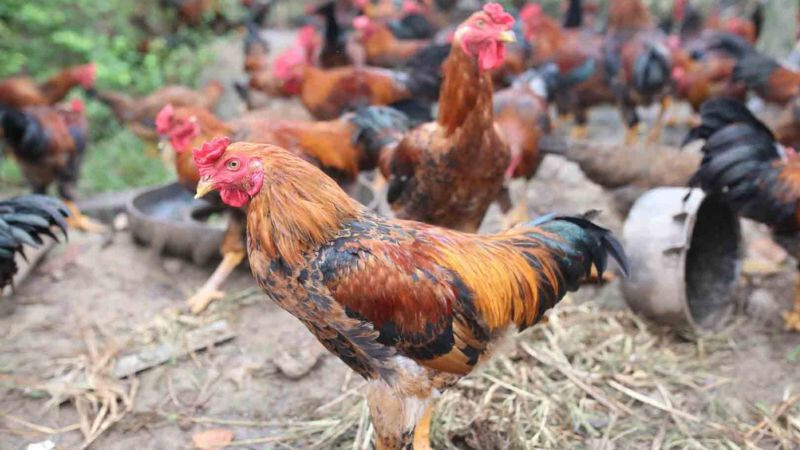 Tìm hiểu qua vài thông tin về gà lai chọi ngay