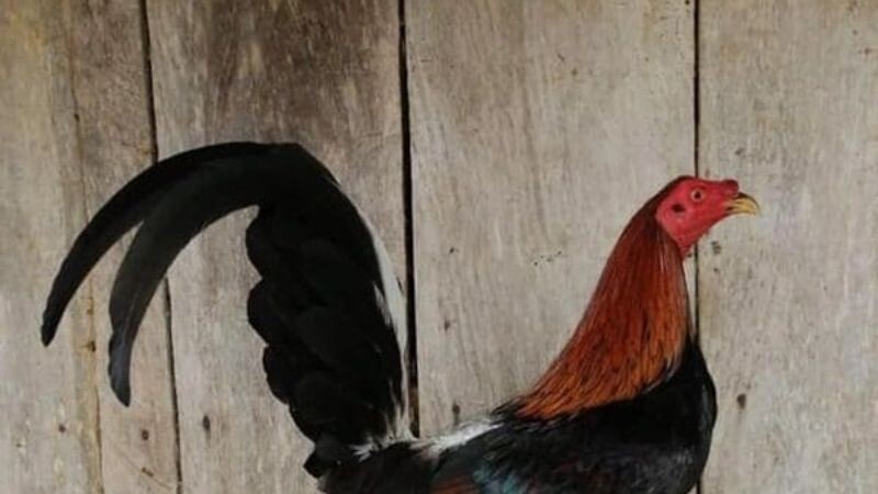 Tìm hiểu qua về hình dáng của loại gà này ngay