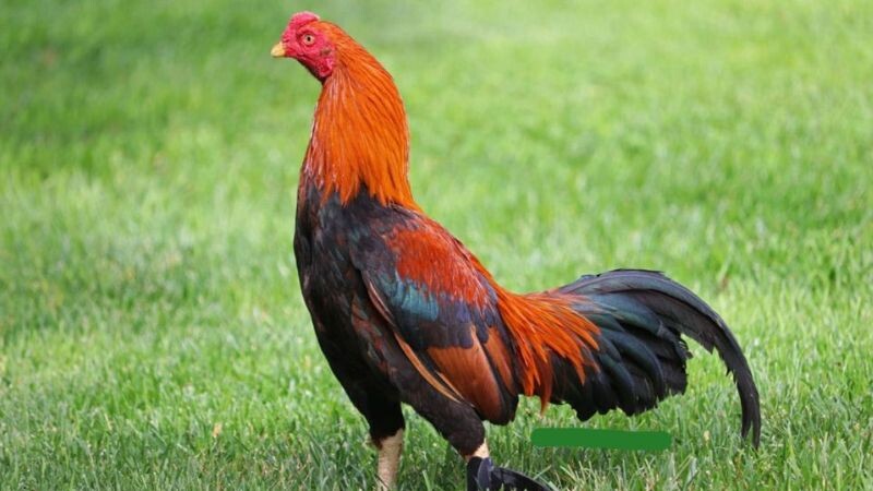 Tìm hiểu vài nét thông tin về gà asil Mỹ