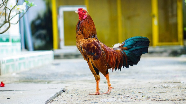 Chú ý kỹ về tướng chân và vảy khi ghép gà chọi đá