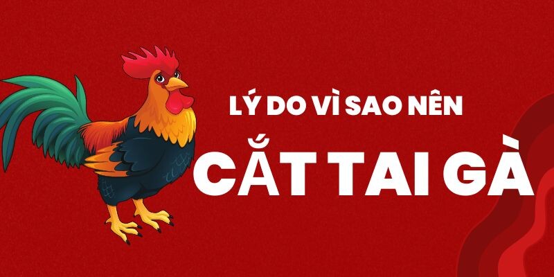 Chủ gà cần nắm ngay gà cắt tai bao lâu thì đá được? 5 Giải đáp vì sao cần tiến hành cắt tai cho gà
