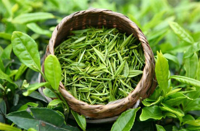 Tắm cho gà bằng nước lá trà xanh giúp lưu thông khí huyết và tăng khả năng sát khuẩn