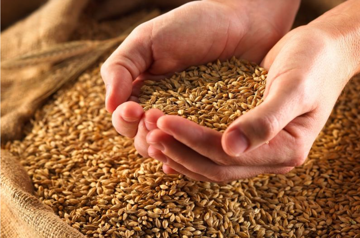 Thời gian cho gà đá sung ăn cần thiết lập ra sao?