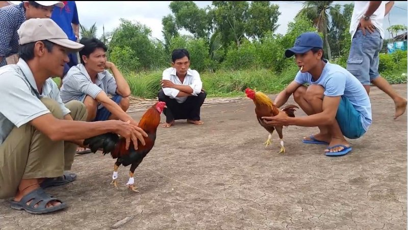 Cách trở thành nài gà giỏi và chuyên nghiệp thì cần kỹ năng gì?