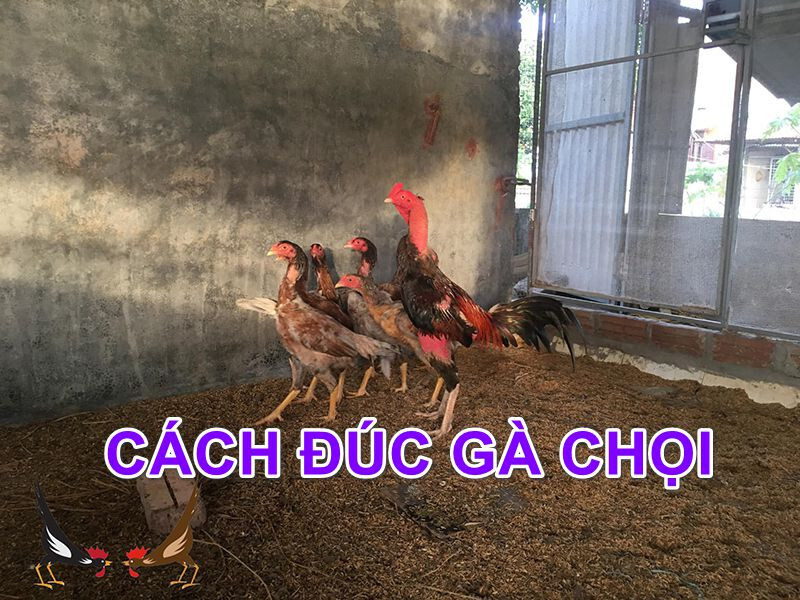 Đúc gà chọi nhiều trống sẽ tạo ra lớp gà sau sở hữu đặc điểm nổi trội của bố mẹ