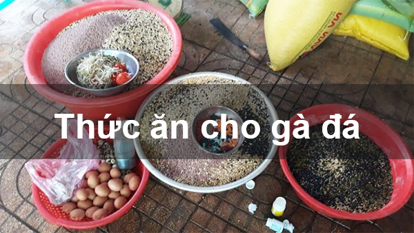 Gà đá ăn chuối giúp mát ruột, mát gan