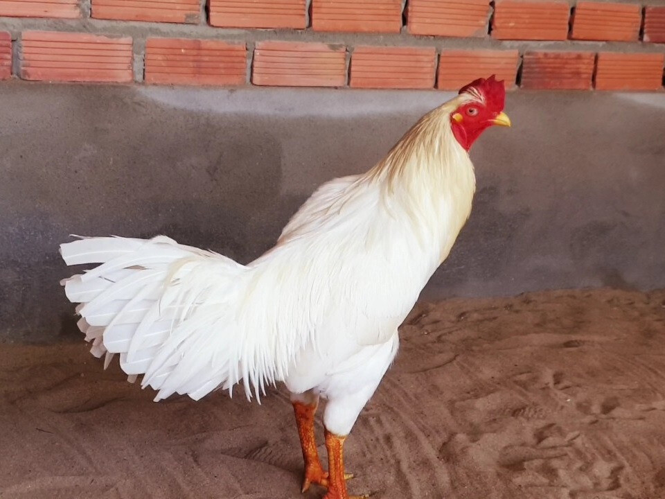 Gà bướm đá ngày nào tốt? Hướng dẫn chọn ngày chuẩn 7 Gà bướm là gà gì?