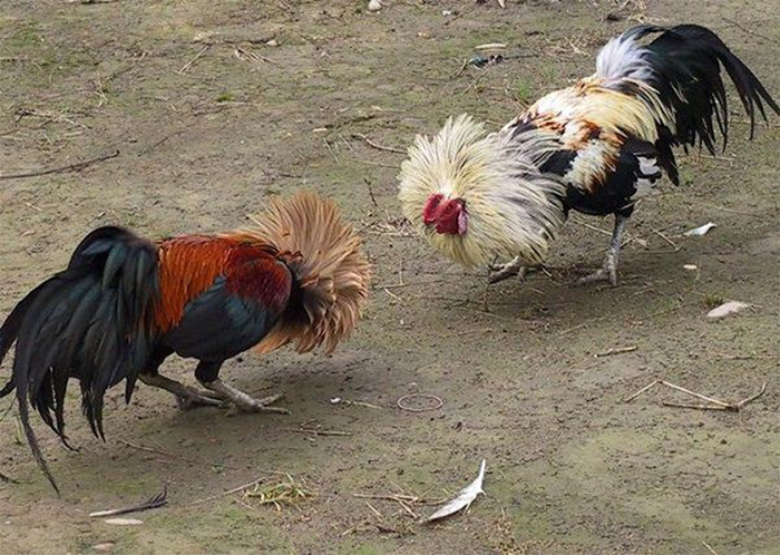 Cách coi ngày đá gà tốt, dễ thắng 9 Coi ngày đá gà theo mùa